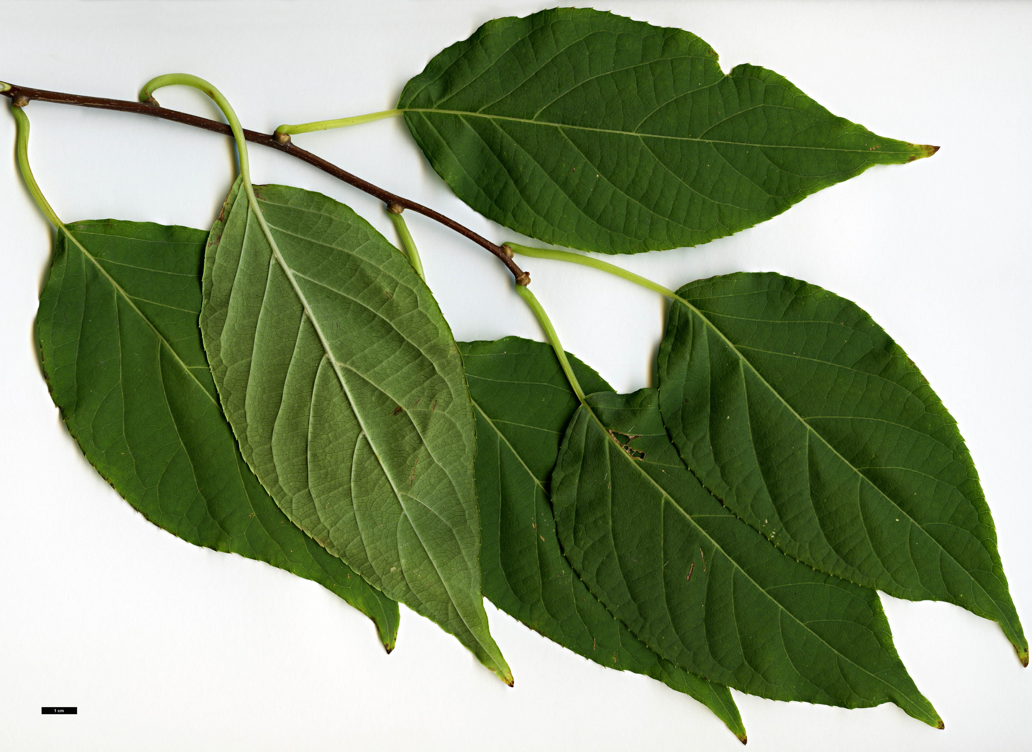 High resolution image: Family: Actinidiaceae - Genus: Actinidia - Taxon: polygama